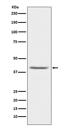 1 - Anti-PON1 Monoclonal Antibody ABO14405