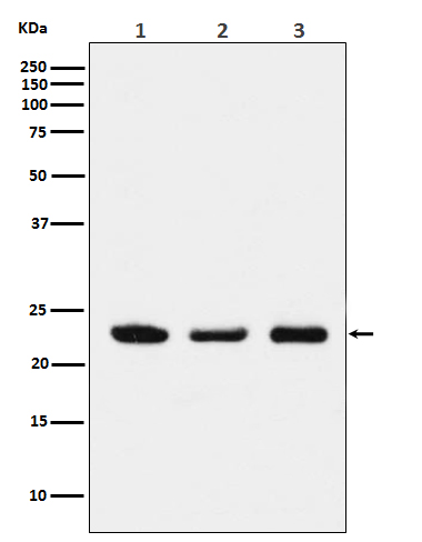 1 - Anti-p23 Monoclonal Antibody ABO14406