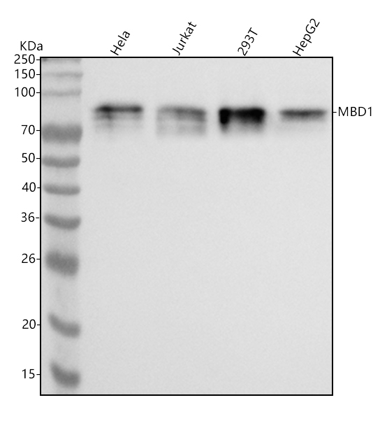 1 - Anti-MBD1 Monoclonal Antibody ABO14407