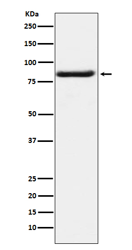1 - Anti-Bag3 Monoclonal Antibody ABO14408