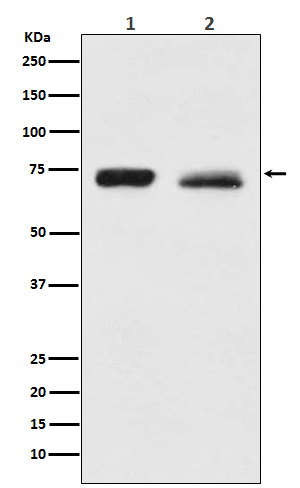 1 - Anti-NF2 / Merlin Monoclonal Antibody ABO14410
