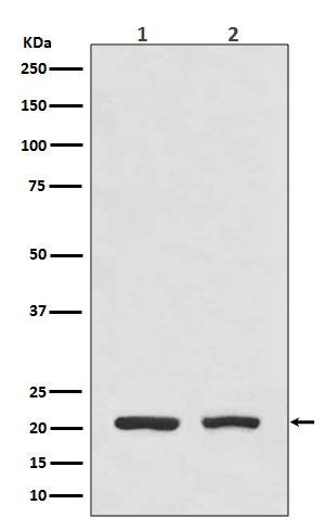 1 - Anti-DHFR Monoclonal Antibody ABO14413