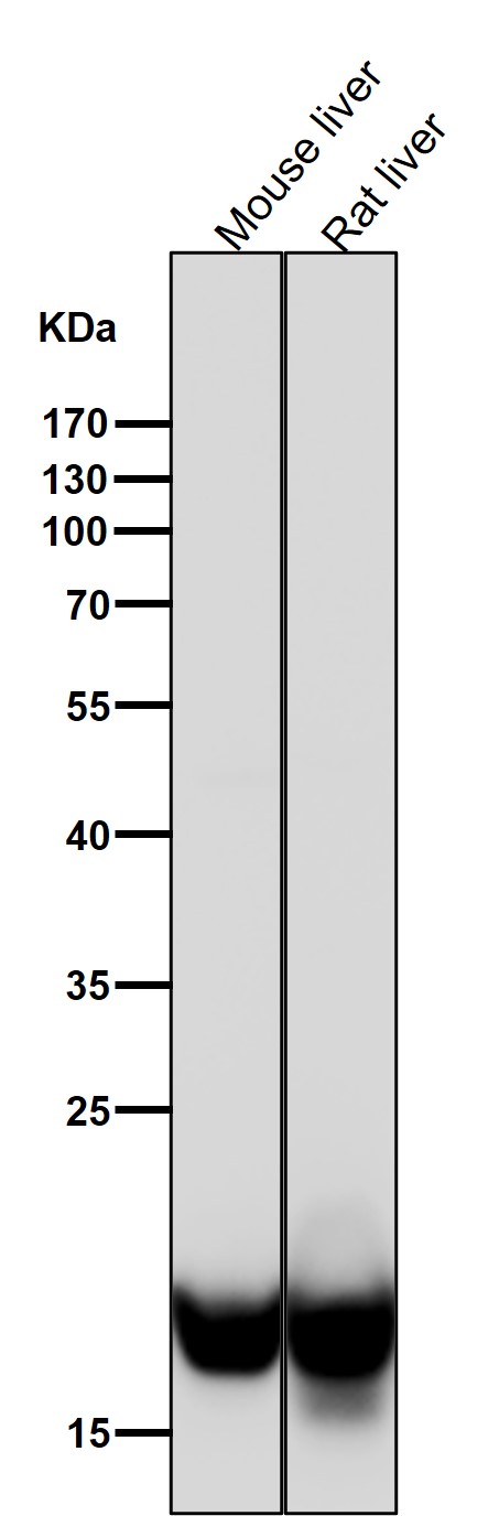 1 - Anti-DHFR Monoclonal Antibody ABO14413