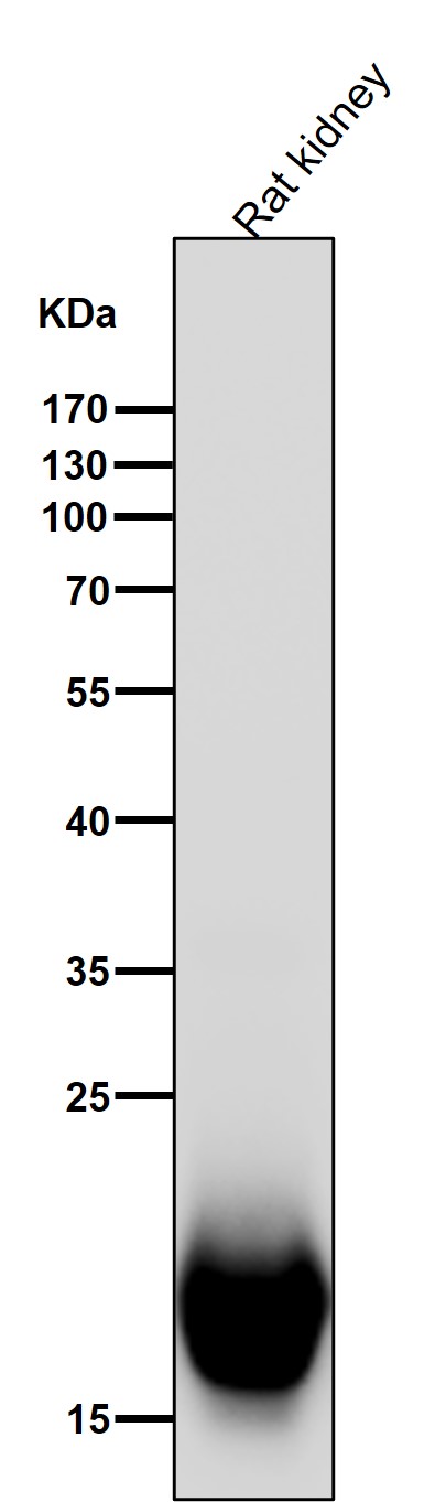 1 - Anti-DHFR Monoclonal Antibody ABO14413