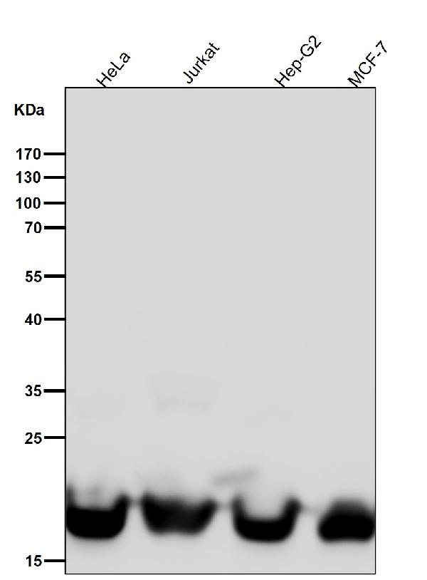 1 - Anti-DHFR Monoclonal Antibody ABO14413