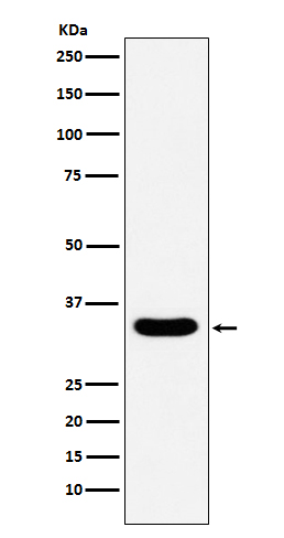 1 - Anti-DAZL Monoclonal Antibody ABO14414