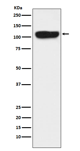 1 - Anti-ITCH Monoclonal Antibody ABO14416