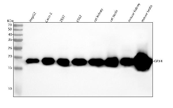 1 - Anti-GPX4 Rabbit Monoclonal Antibody ABO14418