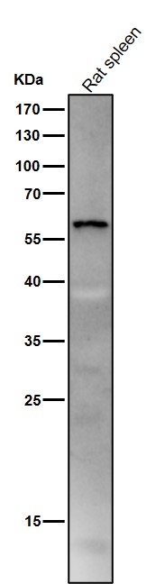 1 - Anti-SPHK1 Monoclonal Antibody ABO14420