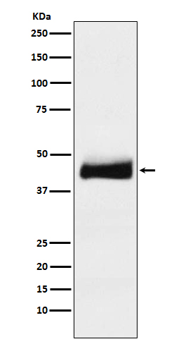 1 - Anti-ORM1 Monoclonal Antibody ABO14421