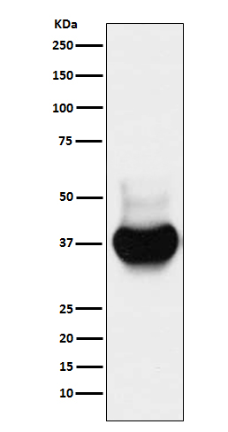 1 - Anti-BST2 Monoclonal Antibody ABO14422