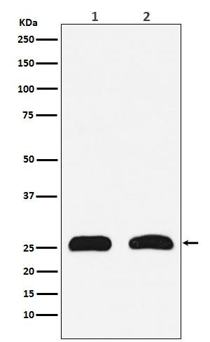 1 - Anti-HMGB2 Rabbit Monoclonal Antibody ABO14424