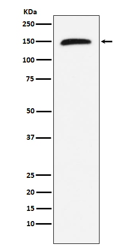 1 - Anti-Rad50 Monoclonal Antibody ABO14425