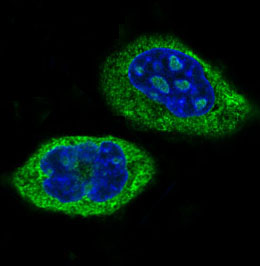 3 - Anti-CLOCK Monoclonal Antibody ABO14426