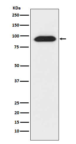 1 - Anti-CLOCK Monoclonal Antibody ABO14426