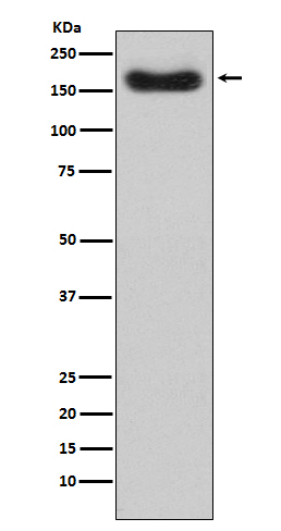 1 - Anti-Factor H CFH Monoclonal Antibody ABO14427
