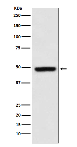 1 - Anti-MEIS1 Monoclonal Antibody ABO14428