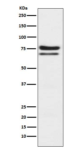 1 - Anti-PKC epsilon Monoclonal Antibody ABO14429