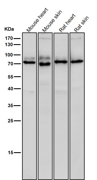 1 - Anti-PKC epsilon Monoclonal Antibody ABO14429