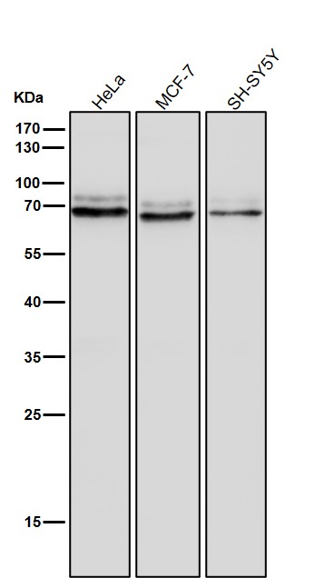 1 - Anti-PKC epsilon Monoclonal Antibody ABO14429