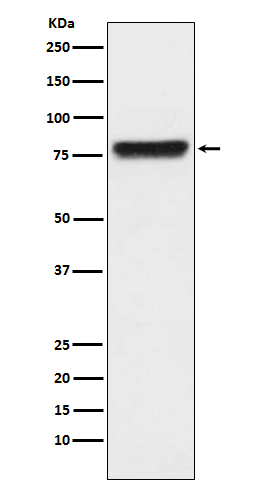1 - Anti-KLKB1 Monoclonal Antibody ABO14430