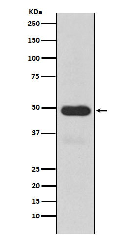 1 - Anti-Cytochrome P450 3A4 CYP3A4 Monoclonal Antibody ABO14433