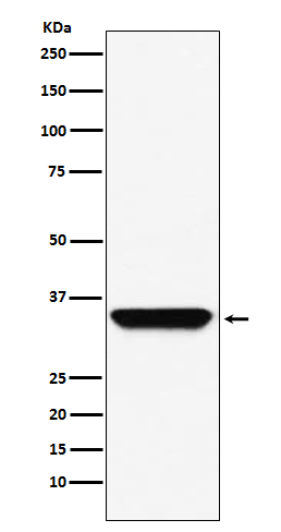 1 - Anti-ADORA1 Rabbit Monoclonal Antibody ABO14434