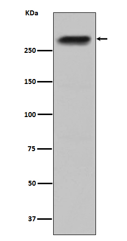 1 - Anti-CENPE Monoclonal Antibody ABO14436