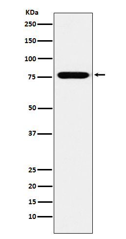 1 - Anti-KIF3A Monoclonal Antibody ABO14437