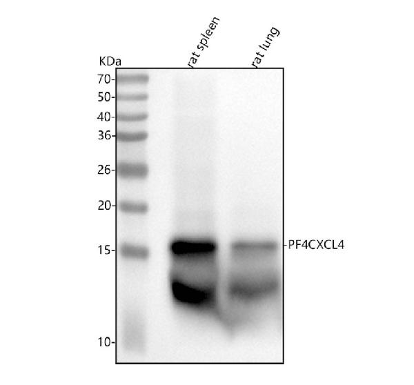 1 - Anti-PF4 Monoclonal Antibody ABO14441