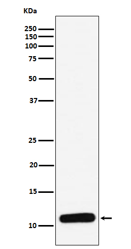 1 - Anti-PF4 Monoclonal Antibody ABO14441