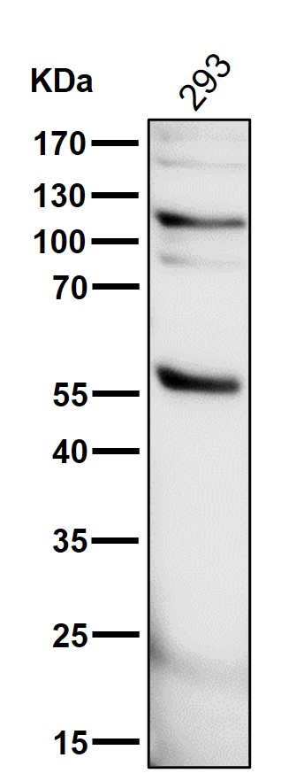 1 - Anti-PHD2 / prolyl hydroxylase Monoclonal Antibody ABO14443