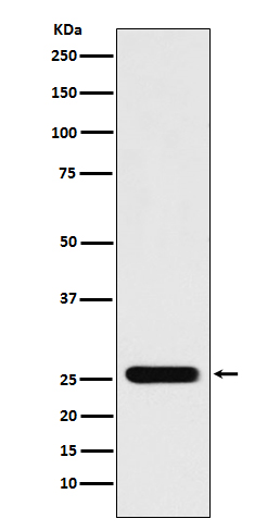 1 - Anti-Peroxiredoxin 3 Rabbit Monoclonal Antibody ABO14444