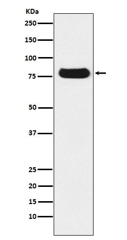 1 - Anti-Nuclear Matrix Protein p84 Monoclonal Antibody ABO14448