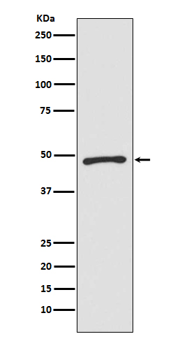 1 - Anti-Zic1 Monoclonal Antibody ABO14449