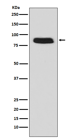 1 - Anti-GCSF Receptor (CD114) Monoclonal Antibody ABO14450