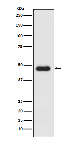 1 - Anti-CXCR3 Monoclonal Antibody ABO14451