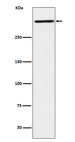 1 - Anti-Reelin Rabbit Monoclonal Antibody ABO14452