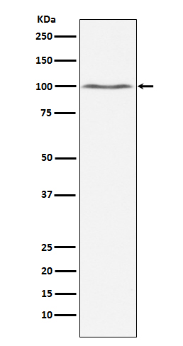 1 - Anti-Dynamin 2 Monoclonal Antibody ABO14453