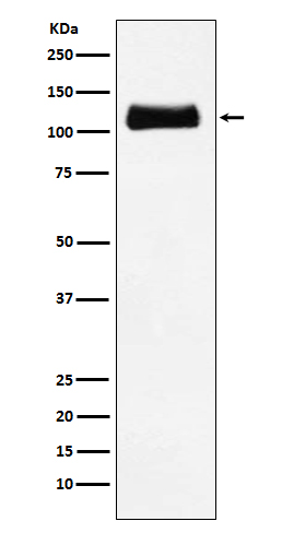 1 - Anti-ApoER2 Monoclonal Antibody ABO14455