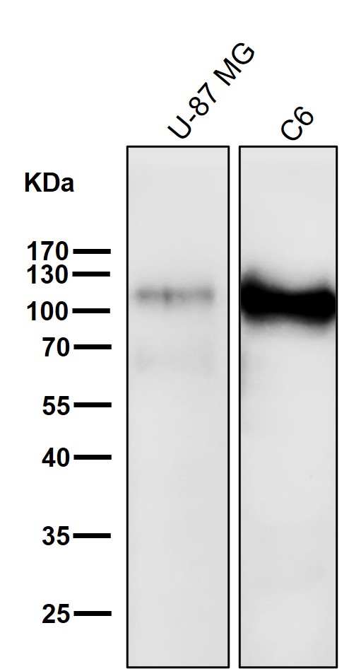 1 - Anti-ApoER2 Monoclonal Antibody ABO14455
