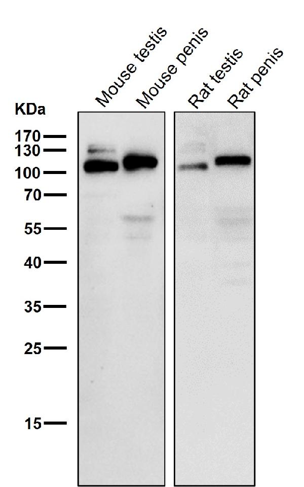 1 - Anti-ApoER2 Monoclonal Antibody ABO14455
