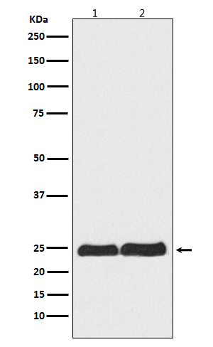 1 - Anti-Ran Monoclonal Antibody ABO14456