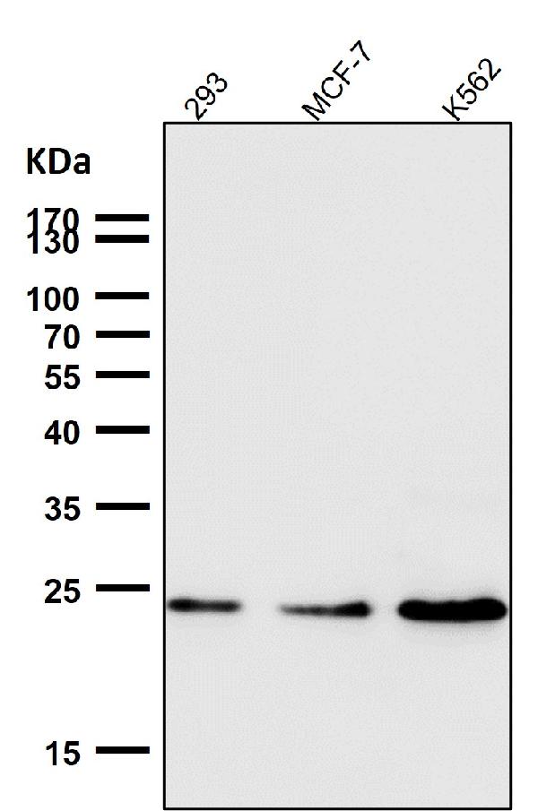 1 - Anti-Ran Monoclonal Antibody ABO14456