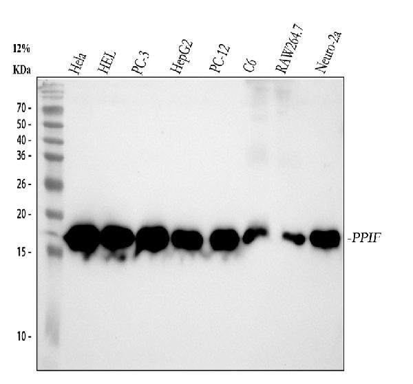 1 - Anti-Cyclophilin F Rabbit Monoclonal Antibody ABO14457