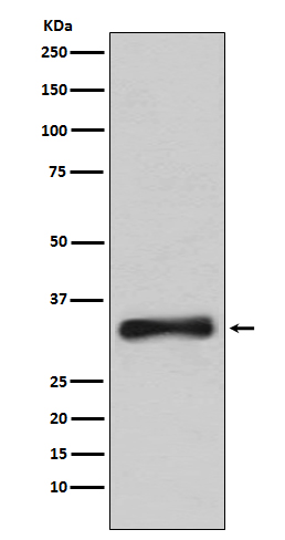 1 - Anti-Emerin Rabbit Monoclonal Antibody ABO14458