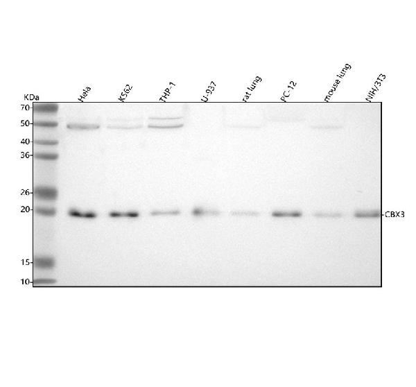 1 - Anti-HP1 gamma Rabbit Monoclonal Antibody ABO14459