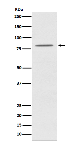 1 - Anti-OPA1 Monoclonal Antibody ABO14461