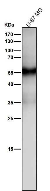 1 - Anti-Slit2 Monoclonal Antibody ABO14463