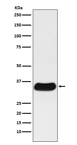 1 - Anti-GAL4 Monoclonal Antibody ABO14464